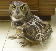 Tangled owl